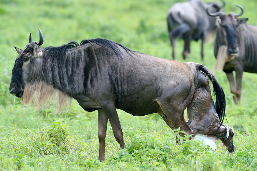 The Life and Travels of The Ellingers: Full Game Drive in Ndutu